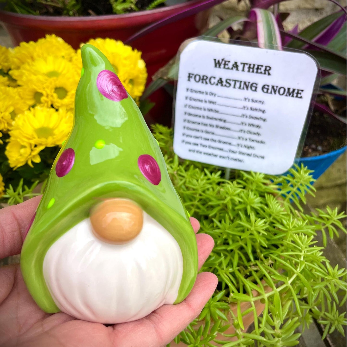 Funny Weather Forecasting Gnome