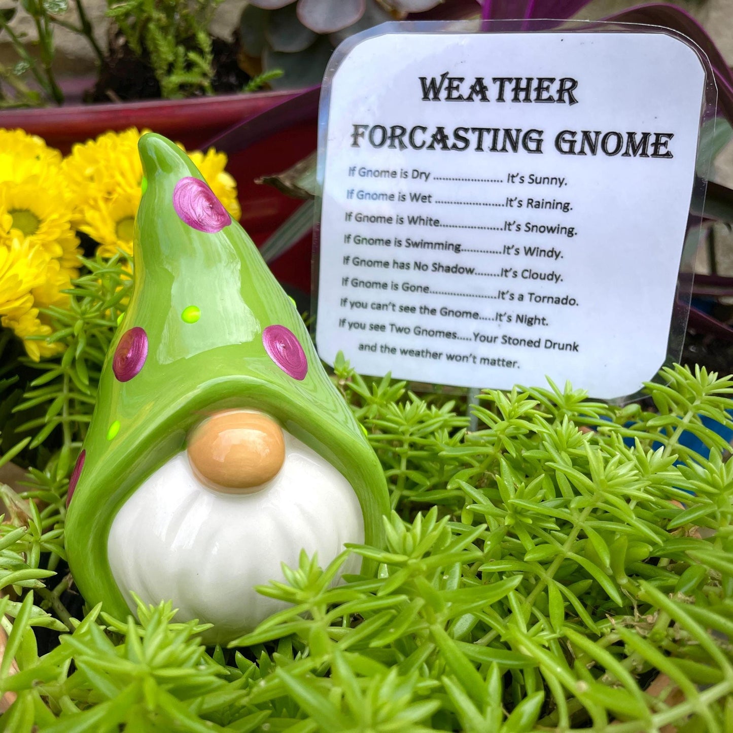 Funny Weather Forecasting Gnome